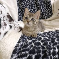 Liora, chatte à adopter