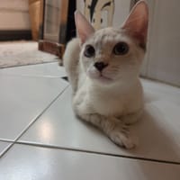 ARIZONA, chatte à adopter