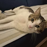 LILOO, chat à adopter