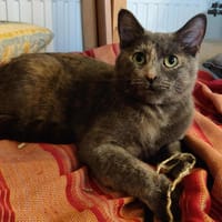 GAIA, chatte à adopter
