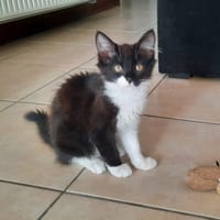 ALBAN, chat à adopter
