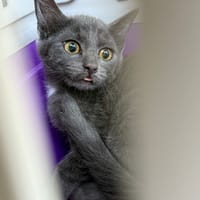 Cézanne, chat à adopter