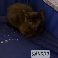 Frida, chatte à adopter