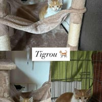 Tigrou, chat à adopter