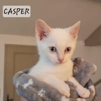 Casper, chat à adopter