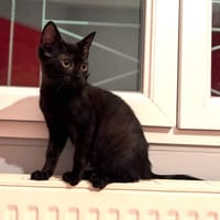 ONYX, chatte à adopter