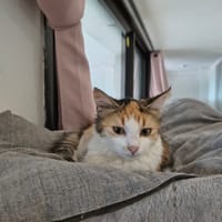 AMBRE, chatte à adopter
