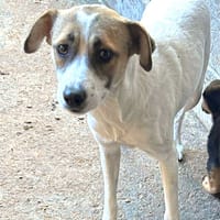Nani, chienne à adopter