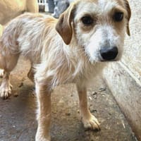 Phebe, chienne à adopter