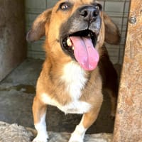 Lucky, chien à adopter