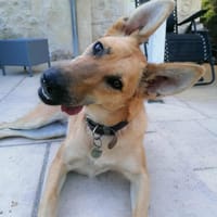 June, chienne à adopter