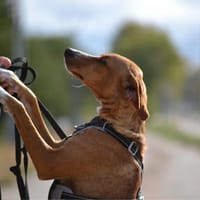 MOLLY, chienne à adopter