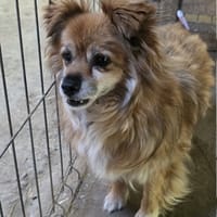 Mooky, chien à adopter