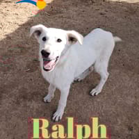 RALPH nato ad Aprile ‘25, cane da adottare