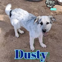 DUSTY nato ad Aprile ‘25, cane da adottare