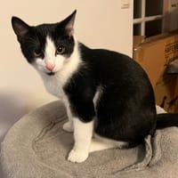 Stitch, katers ter adoptie