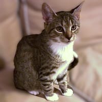 Goofy, katers ter adoptie