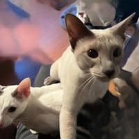 Marshmallow en Skittel, katers ter adoptie