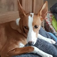 EVE, chienne à adopter