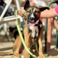 STANLEY (Maria), chien à adopter