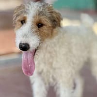 MILLIGAN (Maria), chien à adopter