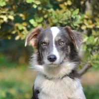 ASTON, chien à adopter