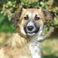 ALF, chien à adopter