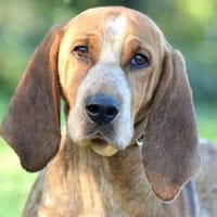 BETSY, chienne à adopter