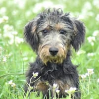 ALOU, chien à adopter