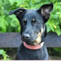 LEYA, chienne à adopter