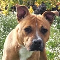 ARLO, chien à adopter