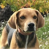 ZAZIE, chienne à adopter