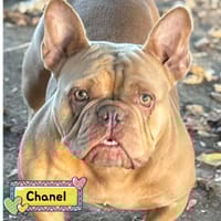 Chanel, cane femmina da adottare
