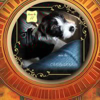 Cookie, chienne à adopter