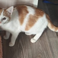 Kers, katers ter adoptie