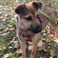 Play, pies do adopcji