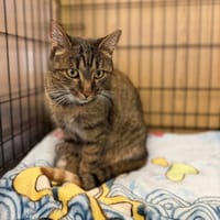 Progresja, kotka do adopcji