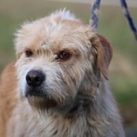 Cindy - herzensgut u. lieb, Hündin zur Adoption