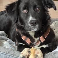 liebevolle, sensible Hündin sucht, Hündin zur Adoption