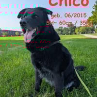 Chico sucht DRIGEND ein neues Zuhause, Hund zur Adoption