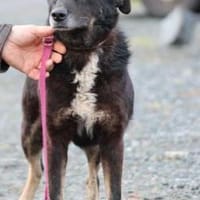 Yuna - sehr lieb u. verschmust, Hündin zur Adoption