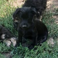 Carlo & seine Geschwister suchen euch, Hund zur Adoption