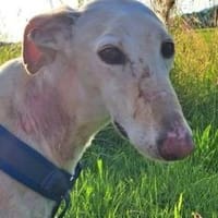 BIANCO - auf Pflege in 83112 Frasdorf !, Hund zur Adoption