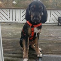 Traumhund sucht zu Hause, Hündin zur Adoption