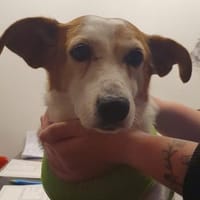 Ruhige kleine Hundedame Latka, Hündin zur Adoption