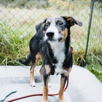 yuki, liebe Junghündin, Hündin zur Adoption