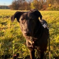 Lieber, schmusiger Coro, Hund zur Adoption
