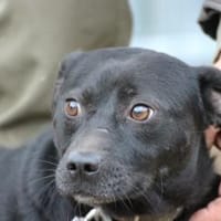 Bonni - kinderlieb u. sehr verspielt, Hund zur Adoption