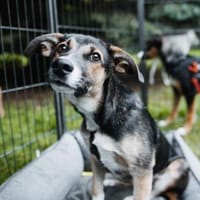 Joshi, lieber Junghund, Hund zur Adoption