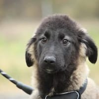 Gela sucht ihr Glück..., Hündin zur Adoption